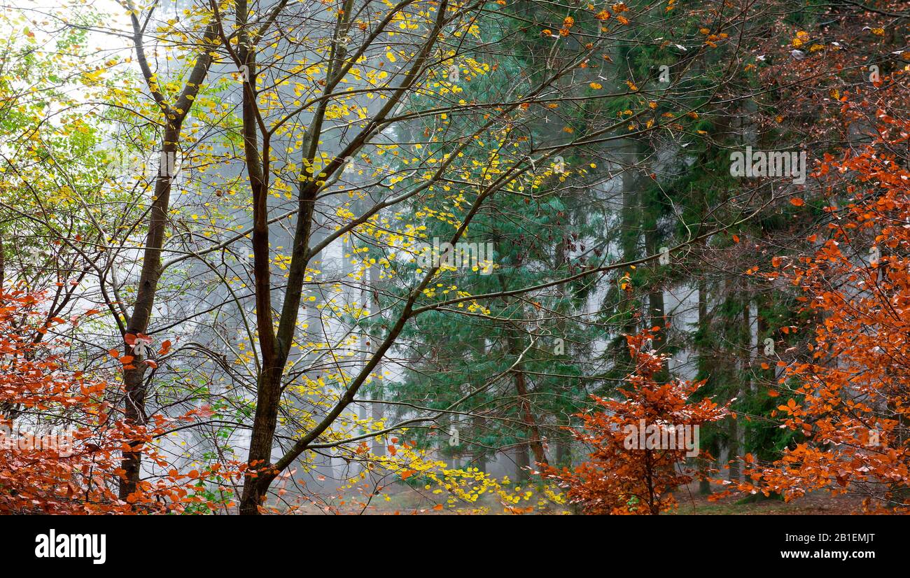 Herbstwald Vosges du Nord, regionaler Naturpark Vosges du Nord, Frankreich Stockfoto