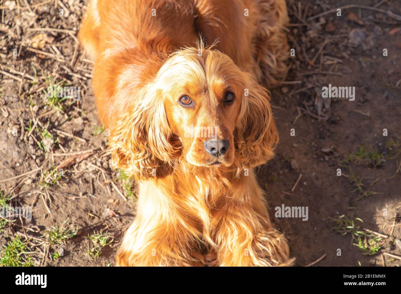 Junges rotes Englisches Cocker Spaniel Hundeporträt, schmutzige Hintergründe Stockfoto