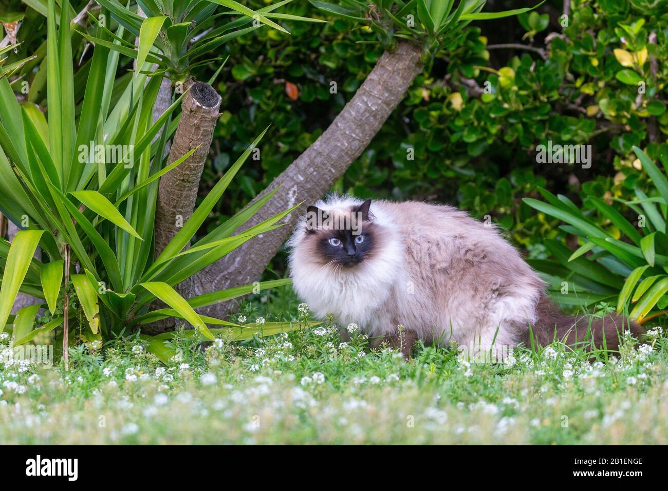 Hauskatze, kein Purebred, EIN wenig Siamesisch, Sieht Aus wie eine birmanische Katze, Finistere, Frankreich Stockfoto