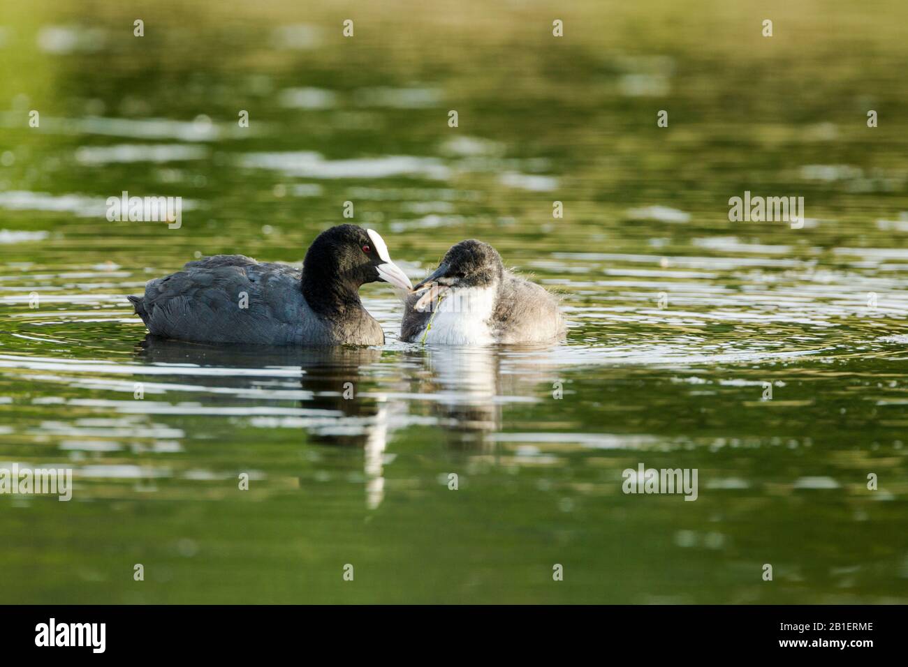 Erwachsene Eurasische Köche (Fulica atra) in Wasser, die einen Küken füttern, der dunklen Kopf, rotes Auge, weißen Schnabel und weißen Schild zeigt. Stockfoto