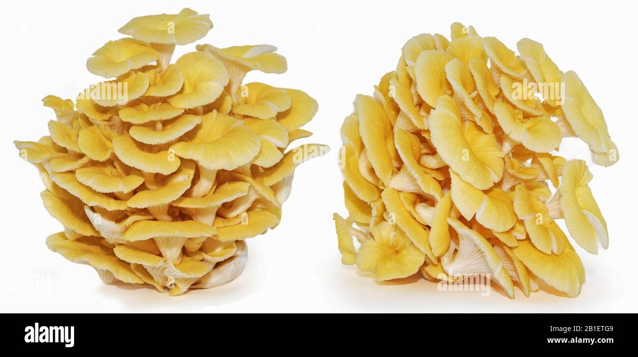 Gelber Austernpilz isoliert auf weißem Grund Stockfoto