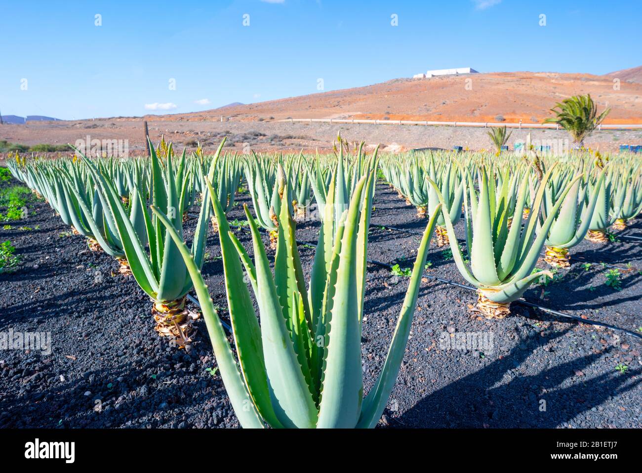 Plantage der Heilpflanzen Aloe Vera Pflanze auf den Kanarischen Inseln. Aloe  Vera Farm Garten in der Wste Furteventura Stockfotografie - Alamy
