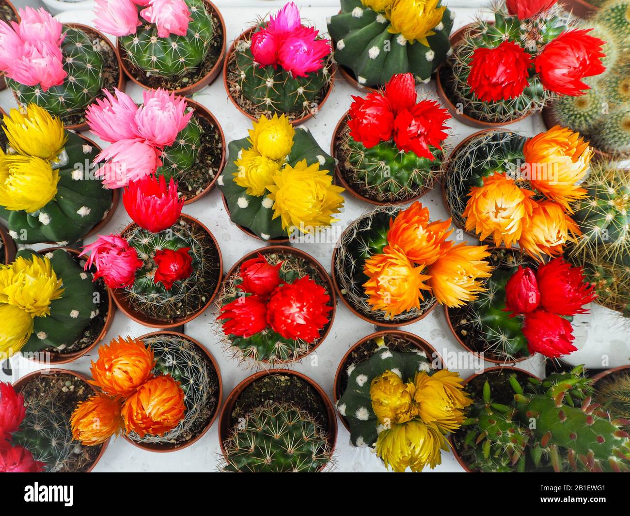 Verschiedene kleine Echinopsis Kakteenpflanzen mit bunten Blumen in Plastiktöpfen auf weißen Ladewannen Stockfoto