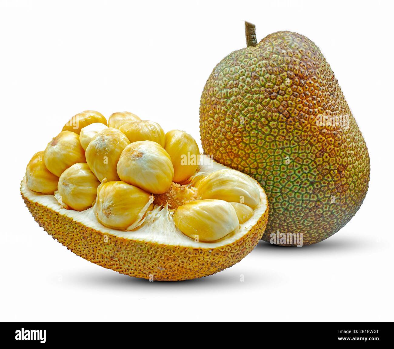 Einzelnes Objekt von Jackfruit isoliert auf weißem Hintergrund Stockfoto
