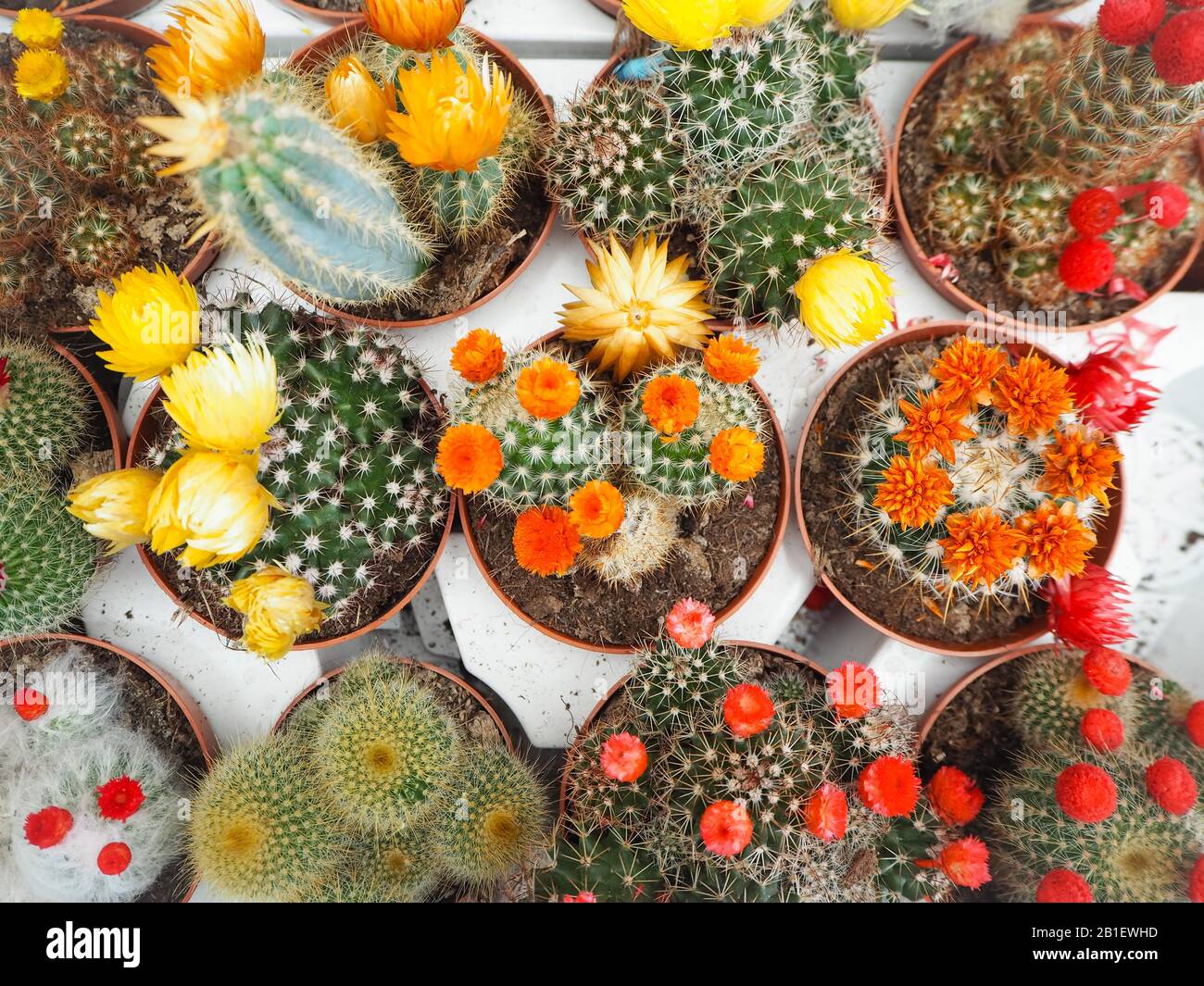 Verschiedene kleine Echinopsis Kakteenpflanzen mit bunten Blumen in Plastiktöpfen auf weißen Ladewannen Stockfoto