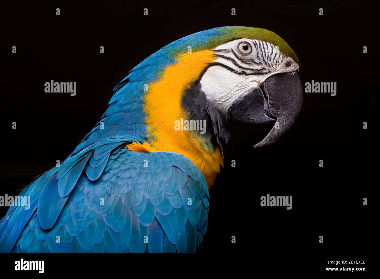 Schöner blauer Vogel. Blaues und goldenes Makaw-Porträt. Stockfoto