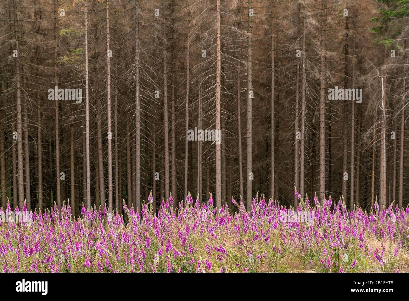 Durch den Borkenkäfer abgestorbener Fichtenwald und bunt blühender Fingerhut Digitalis im Nationalpark Harz bei Braunlage, Niedersachsen, Deutschland Stockfoto