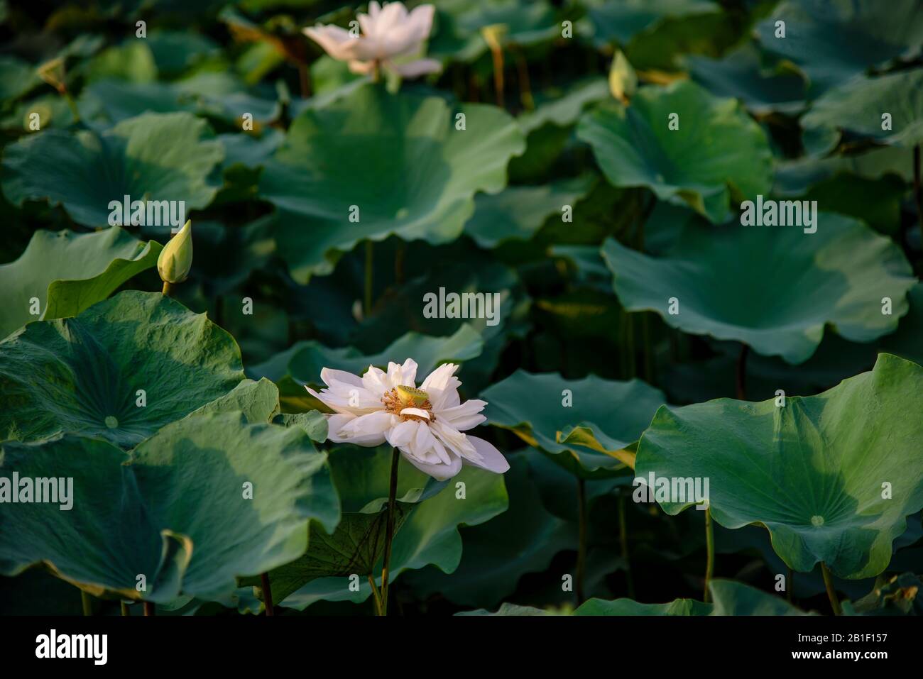 Weißer lotos im See in Hue, Vietnam Stockfoto