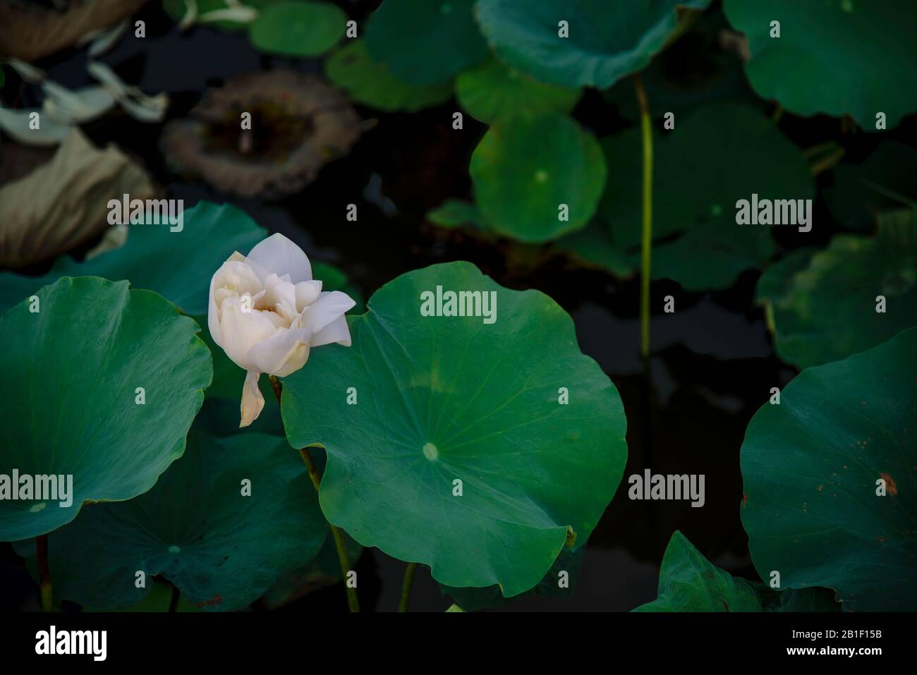 Weißer lotos im See in Hue, Vietnam Stockfoto