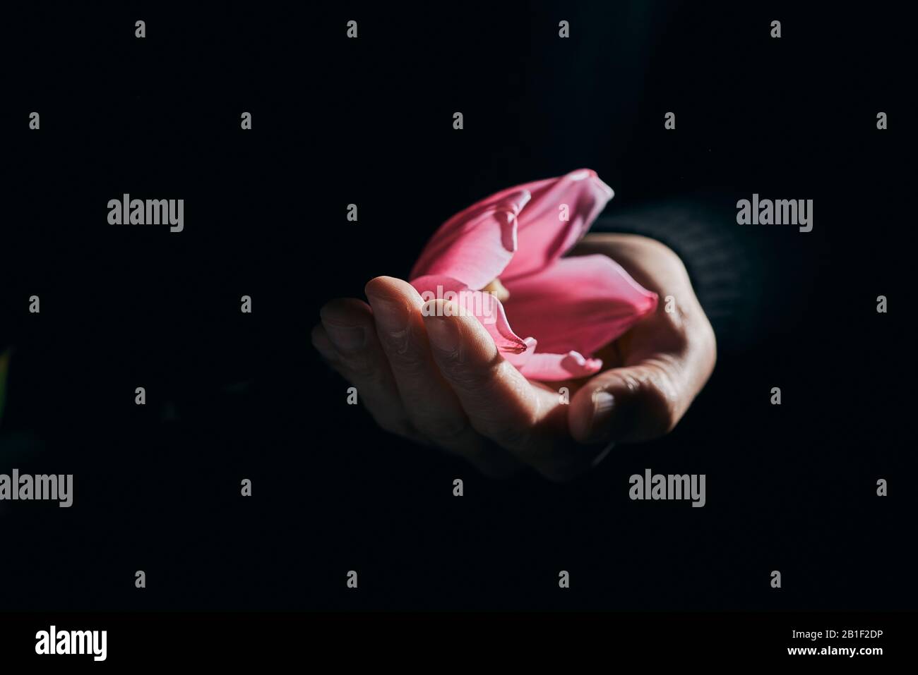 Nahaufnahme eines Mannes mit einer schönen rosafarbenen Tulpe in der Hand vor schwarzem Hintergrund Stockfoto