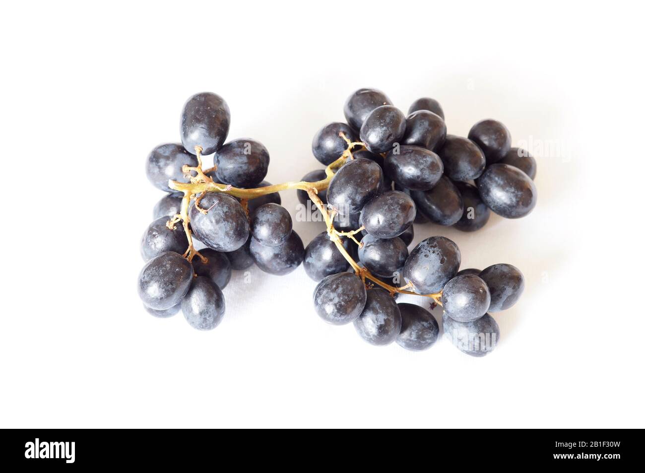 Schwarze Trauben auf Weinrebe auf weißem Grund Stockfoto