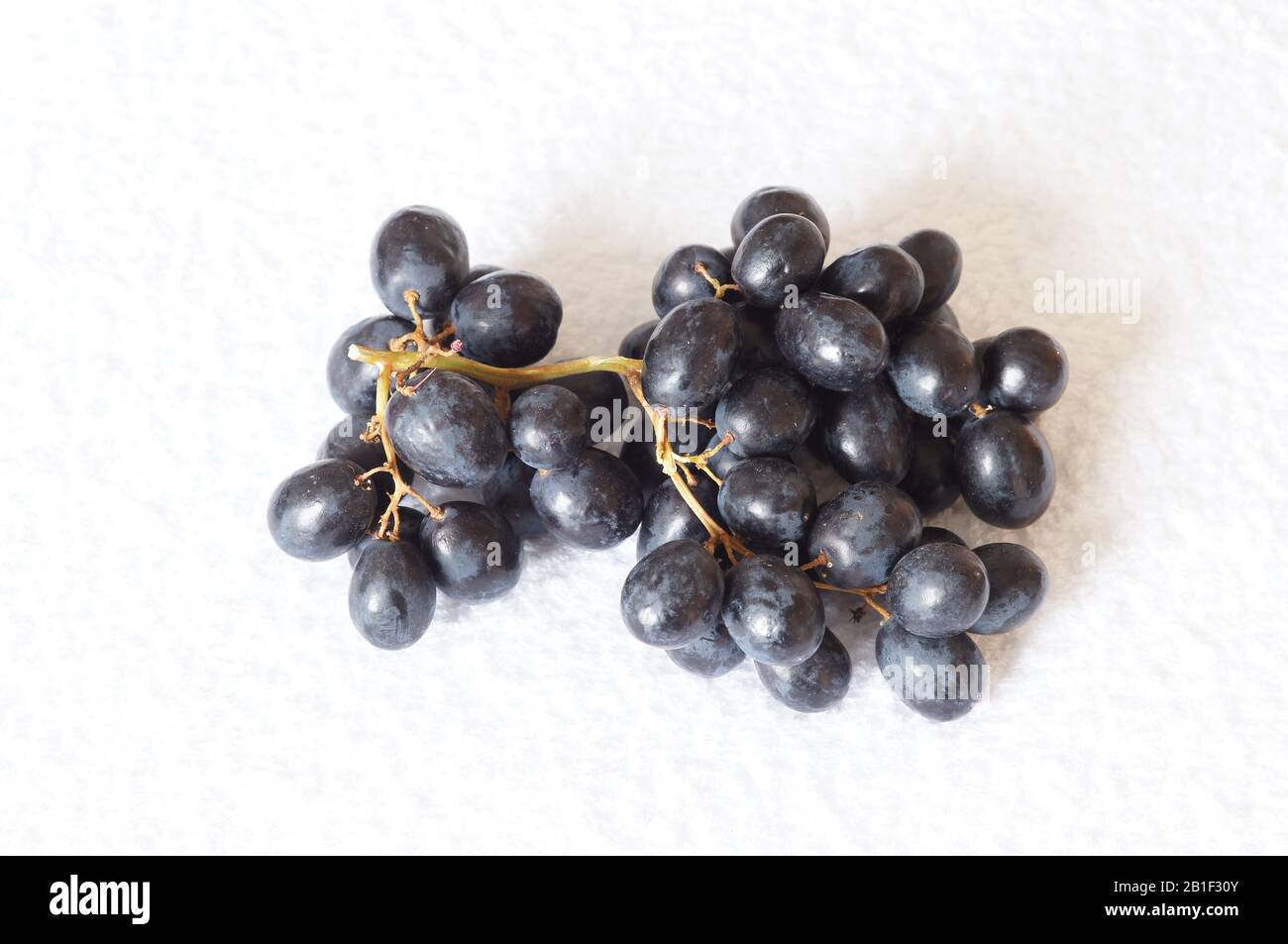 Schwarze Trauben auf Weinrebe auf weißem Grund Stockfoto