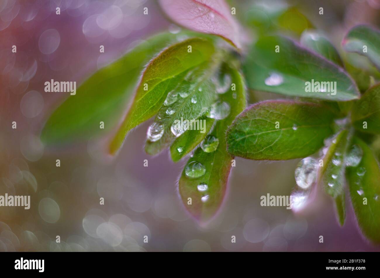 Die Frühlingswabe verlässt in Wassertropfen auf einem rosafarbenen Bokeh-Hintergrund Stockfoto