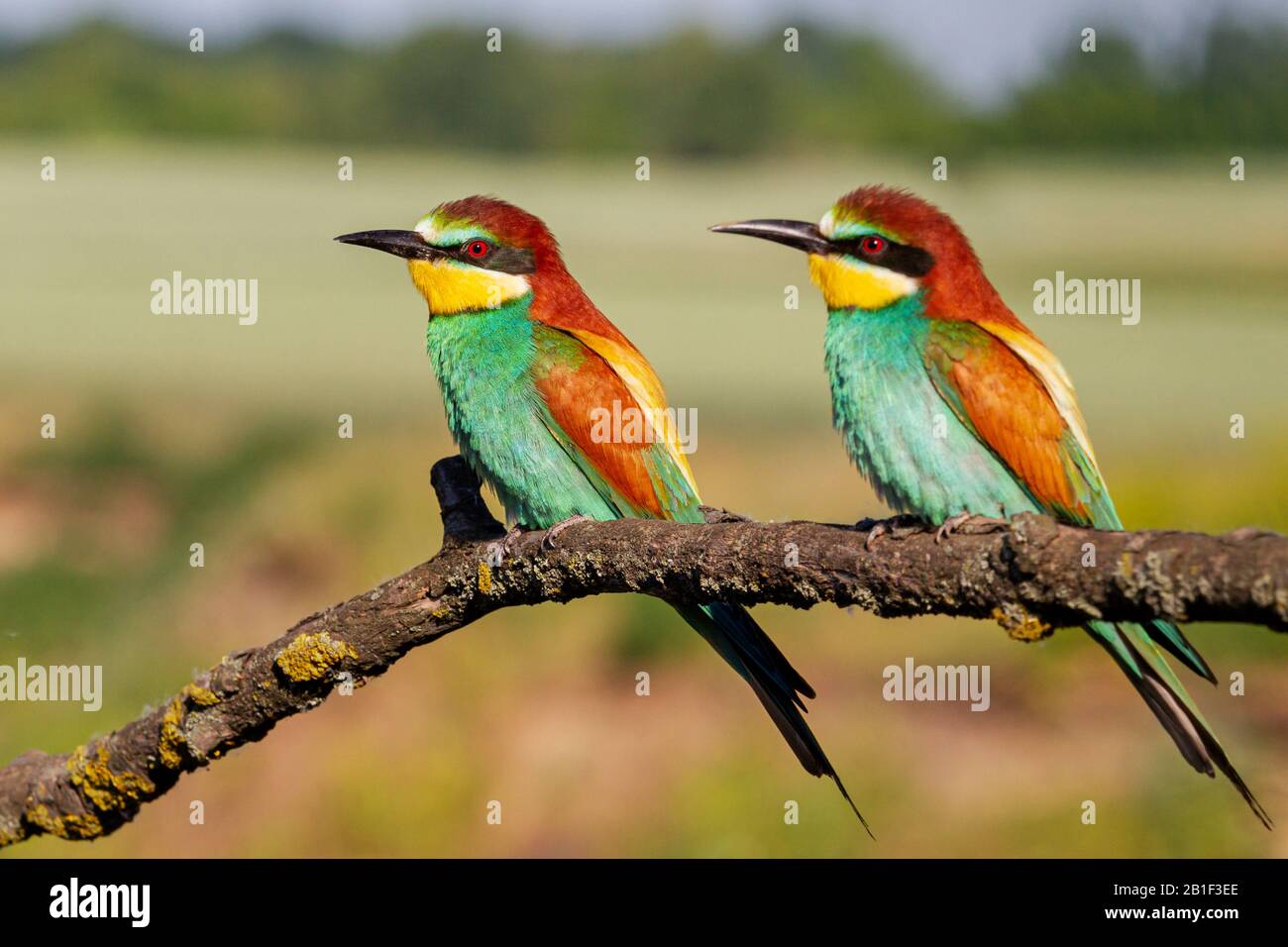 Zwei schöne Vögel sitzen auf einem Ast Stockfoto