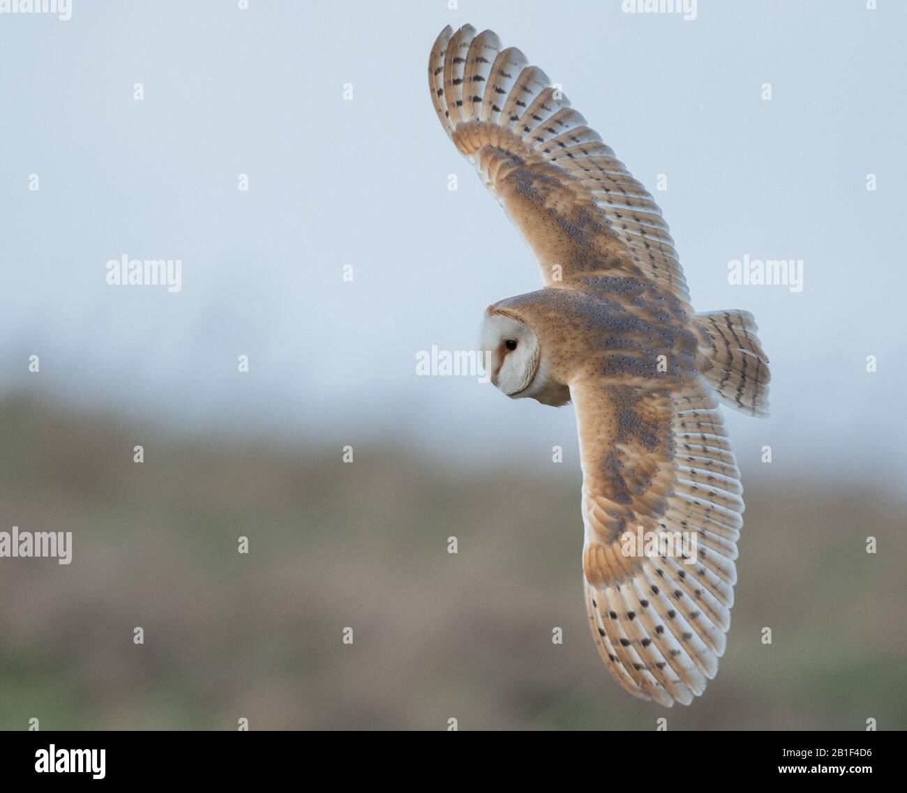 Eine wilde Barn Owl (Tyto Alba) im Flug und auf der Jagd nach Grasland in den Cotswolds, Gloucestershire im Winter. Stockfoto