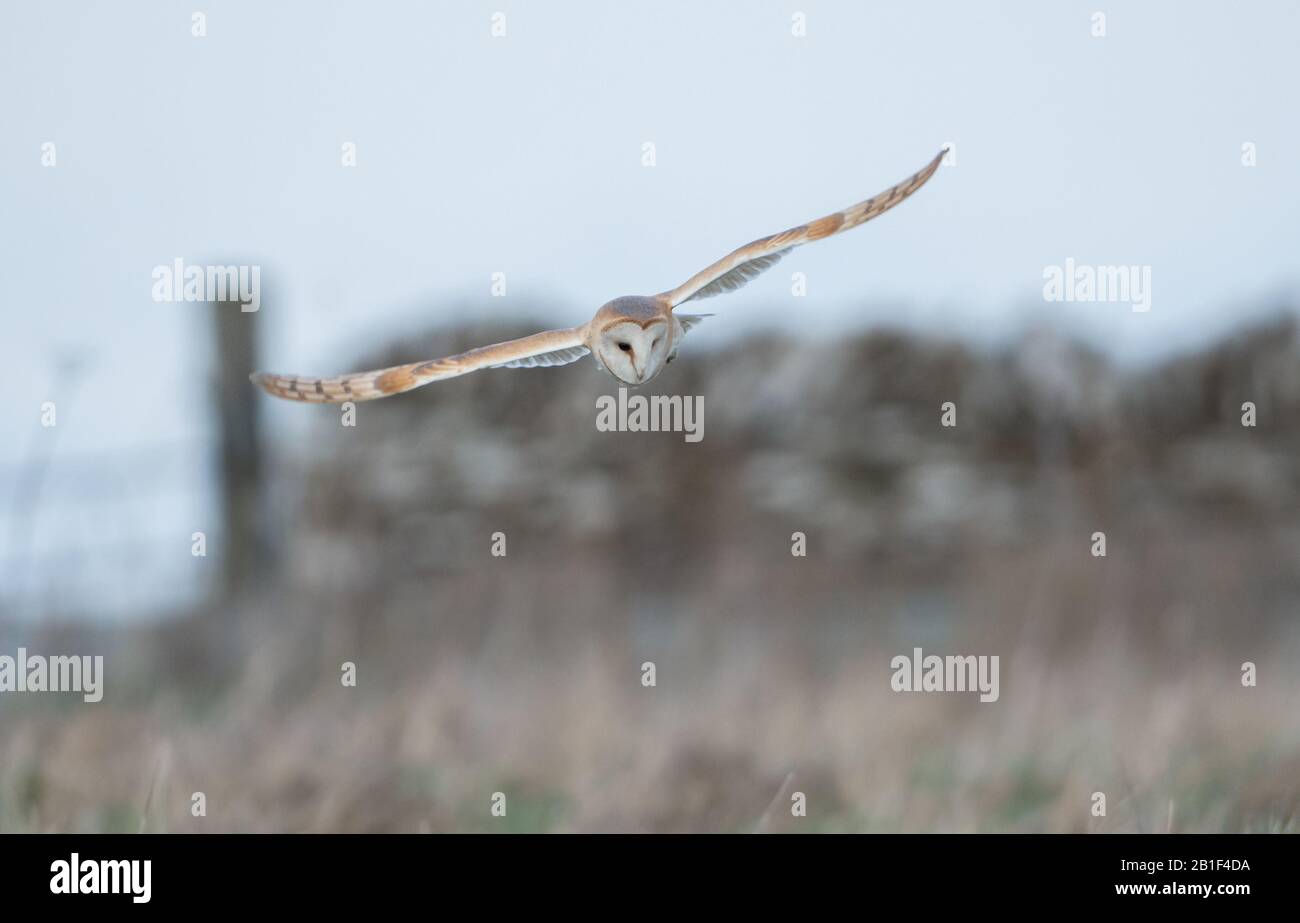 Eine wilde Barn Owl (Tyto Alba) im Flug und auf der Jagd nach Grasland in den Cotswolds, Gloucestershire im Winter. Stockfoto