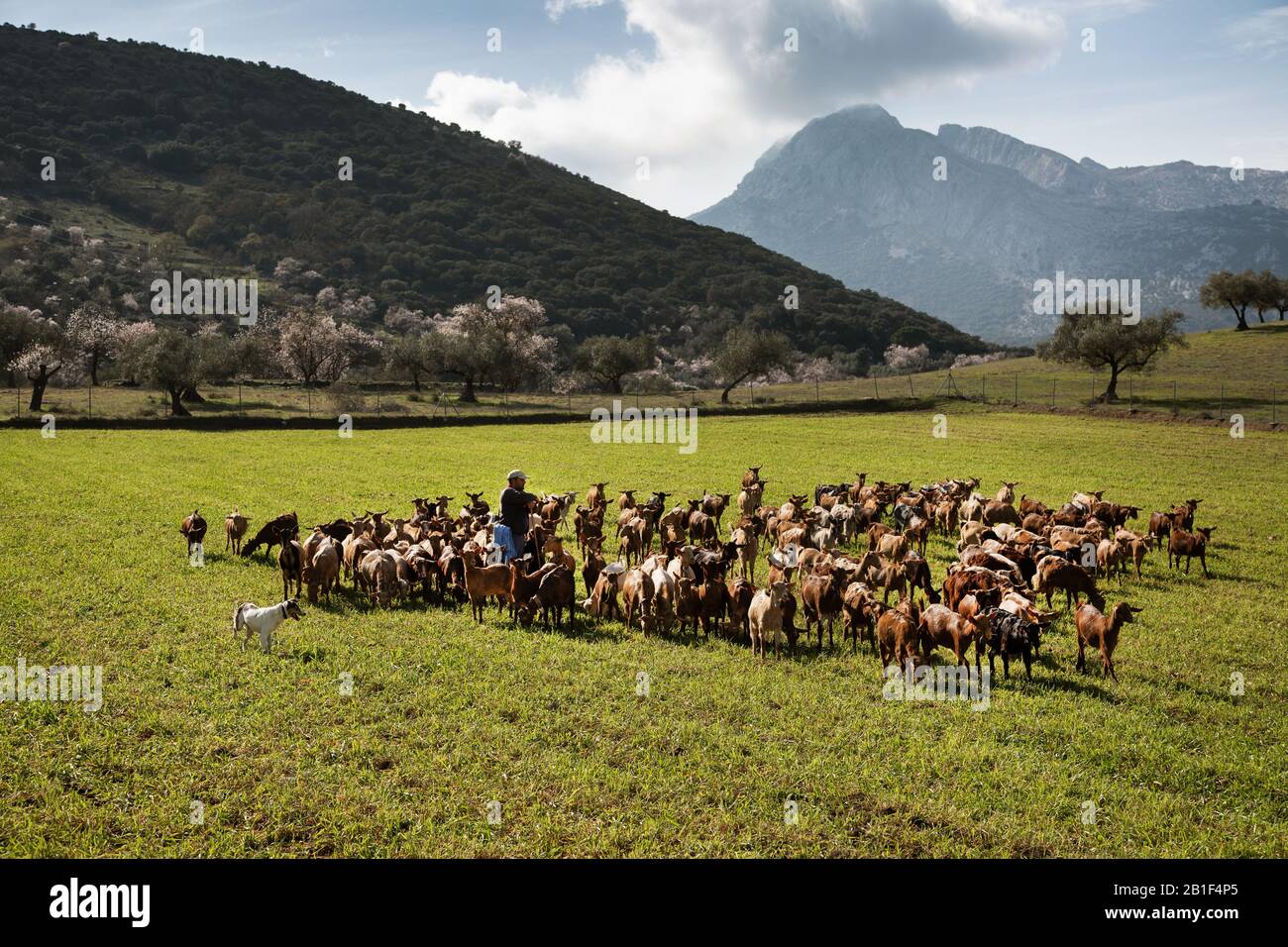 Ein Ziegenbock neigt seinen Stamm der Ziegen in Alfarnate, Spanien Stockfoto