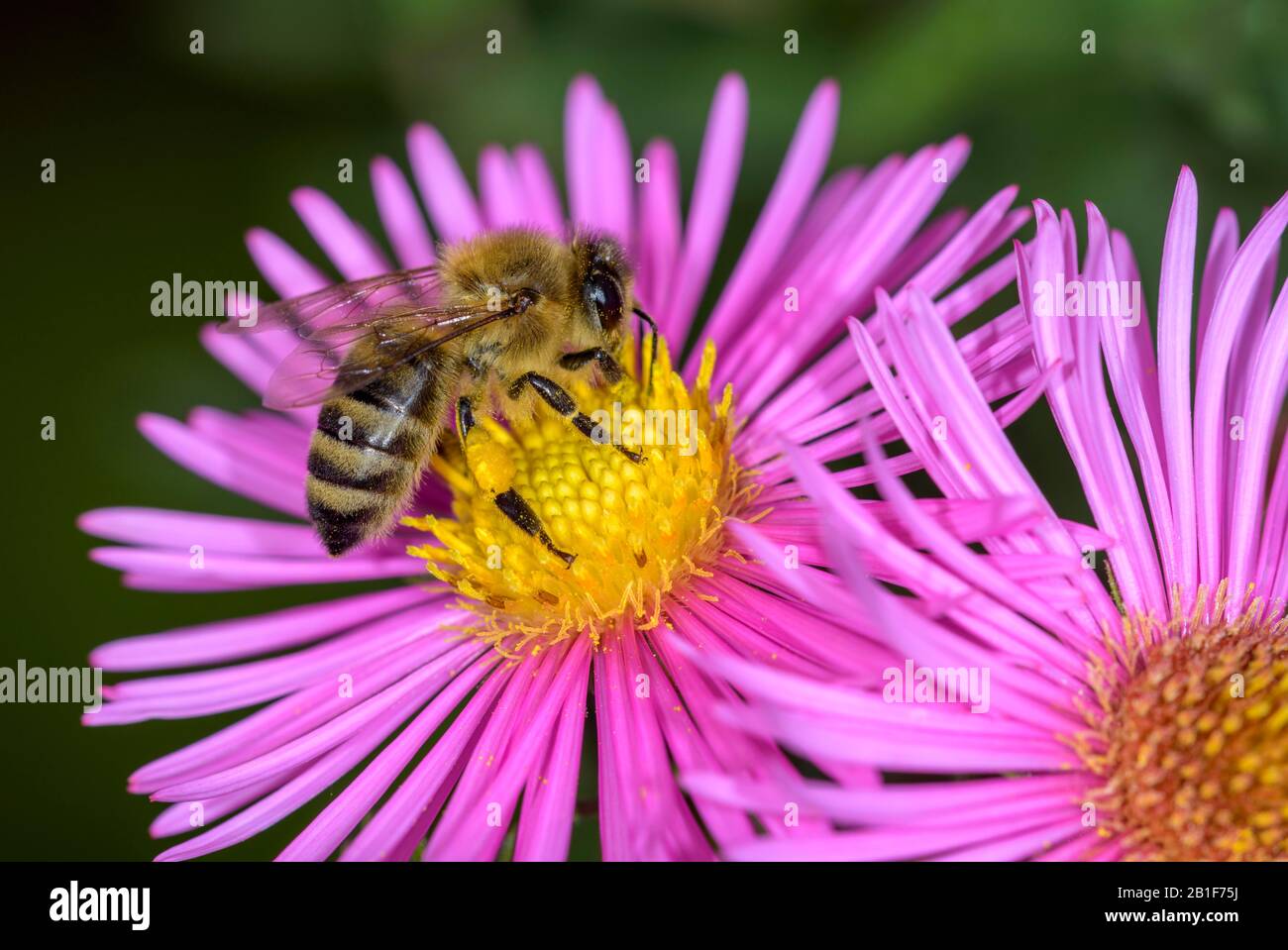 Honigbiene (Apis mellifera) auf der Asterblume (Aster), Berndorf, Oberösterreich, Österreich Stockfoto