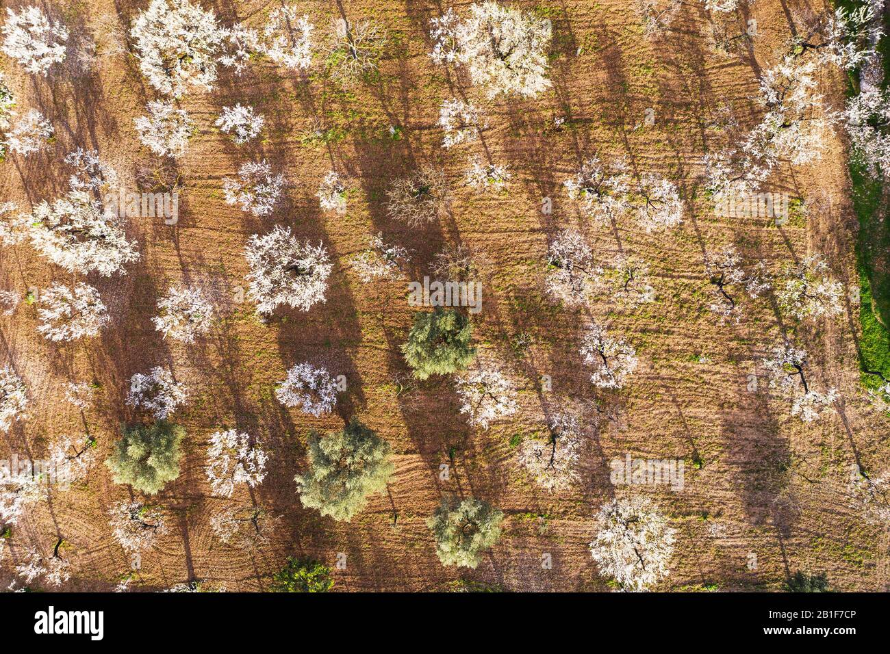 Mandelblüte, blühende Mandelbäume und Olivenbäume von oben, in der Nähe von Selva, Raiguer Region, Luftbild, Mallorca, Balearen, Spanien Stockfoto Mandelblüte, blühende Mandelbäume und Olivenbäume von oben, in der Nähe von Selva, Raiguer Region, Luftbild, Mallorca, Balearen, Spanien Stockfoto