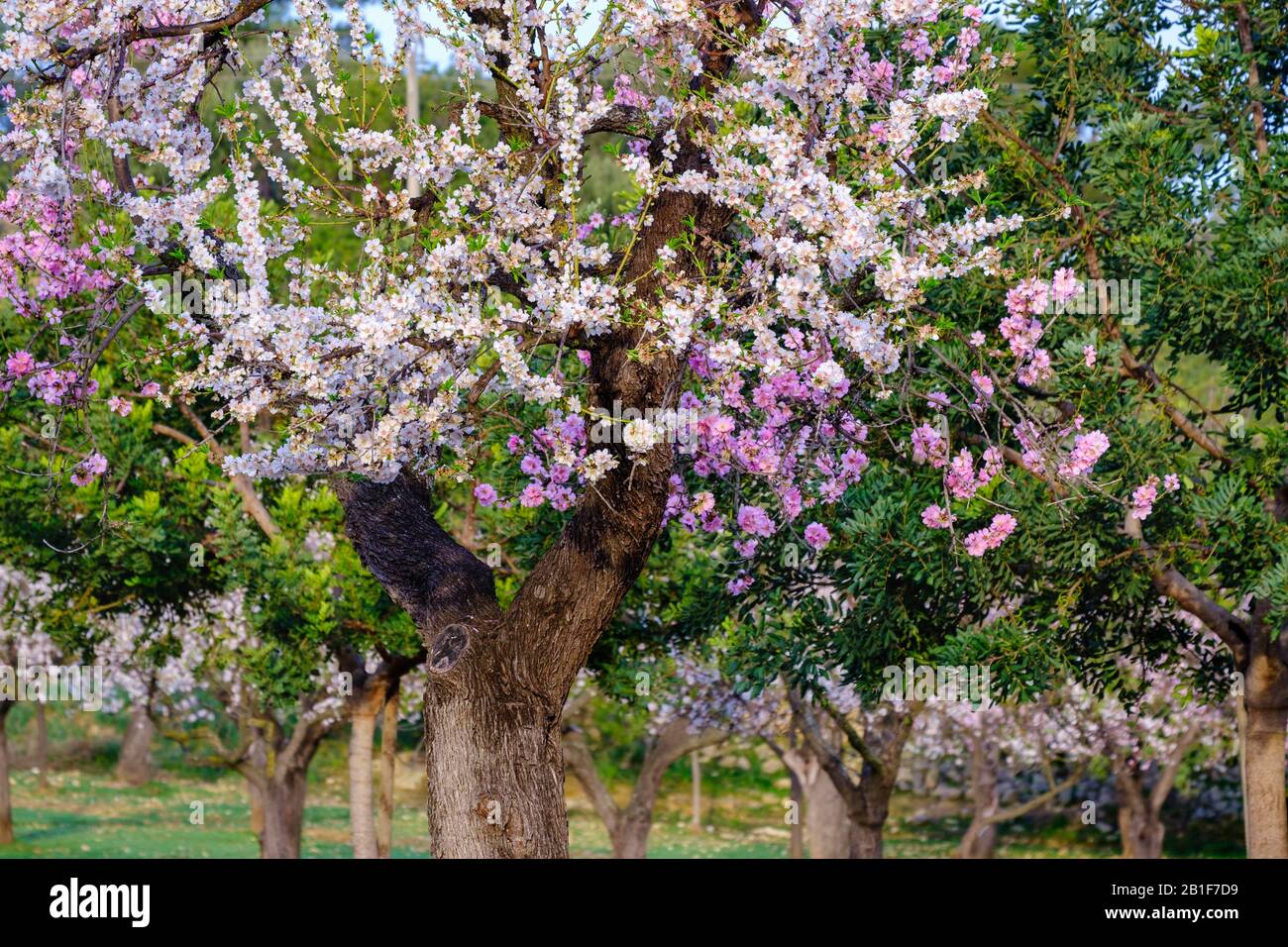 Mandelblüte, weiße und rosafarbene Mandelbäume, in der Nähe von Selva, Mallorca, Balearen, Spanien Stockfoto Mandelblüte, weiße und rosafarbene Mandelbäume, in der Nähe von Selva, Mallorca, Balearen, Spanien Stockfoto