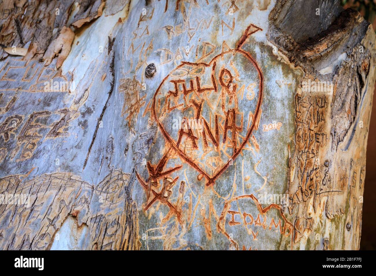 Liebes-Herz-Aufschrift, Initialen und Liebesmeldungen, die in die Rinde eines Baumes auf Gran canaria in Spanien eingemeißelt wurden Stockfoto