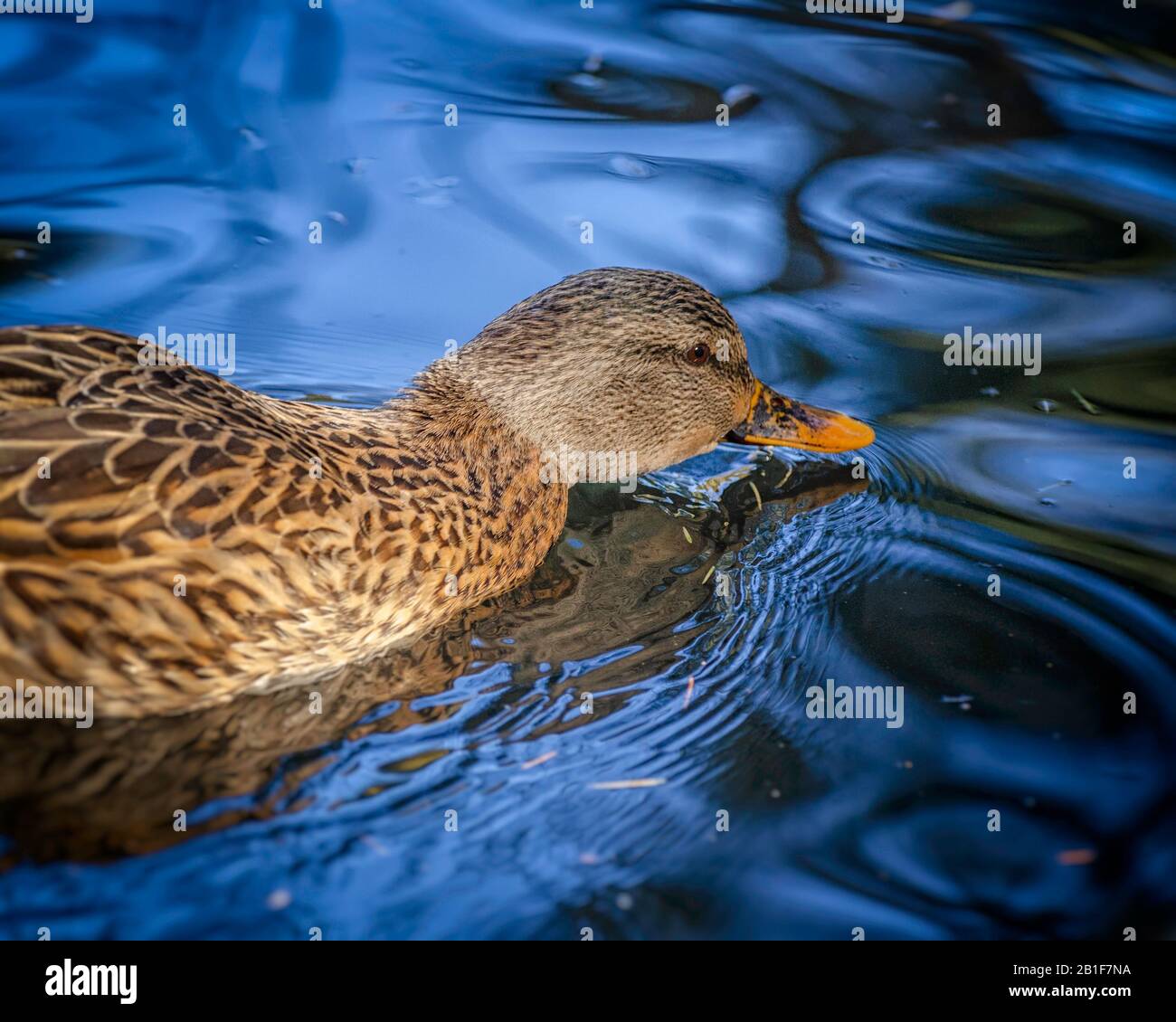 Ein weiblicher Mallard (Anas platyrhynchos) schwimmt in einem Franklin Canyon Teich, Los Angeles, Kalifornien. Stockfoto