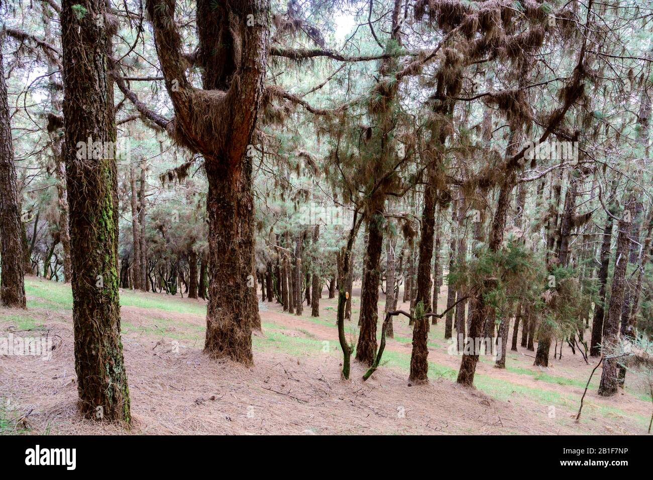 Wald mit Kanaren-Kiefer (Pinus canariensis) teilweise dicklich bedeckt mit trockenen Nadeln an den Zweigen, La Palma, Kanarische Inseln, Spanien Stockfoto