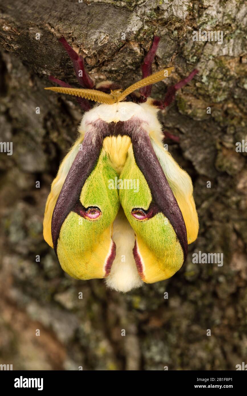 Neu entkleideten (schlüpfenden) männlichen Luna Motte auf schwarzem Walnussbaum. Motte ist gelb und wird grün, wenn sich ihre Flügel ausdehnen und verhärten. Conoy Wetlands Nature P Stockfoto