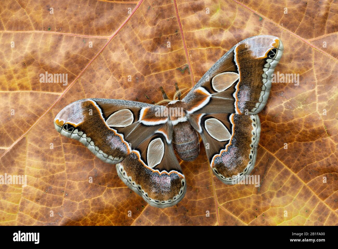 Lebeaus Rotchschildia (Rothschildia lebeau forbesi) alias Forbes' Silkmoth. Erwachsene auf Sycamore-Blatt in Texas. Flügel zeigen Fliederstaubung an. Stockfoto