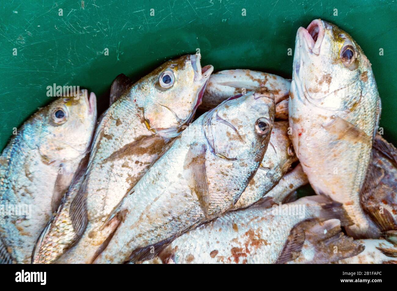 Frischer Fisch in grünem Eimer, der auf dem Indischen Ozean an der Küste  von Maputo, Mosambik gefangen wurde Stockfotografie - Alamy