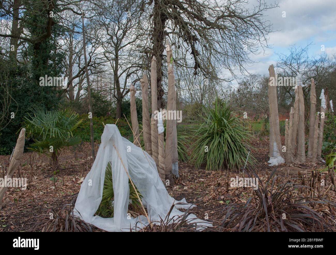 Heikle und Zarte tropische Palmenpflanzen, Verpackt in Hessisch und Fleece zum Schutz Vor Winterfrost und kaltem Wetter im Wisley Garden Stockfoto