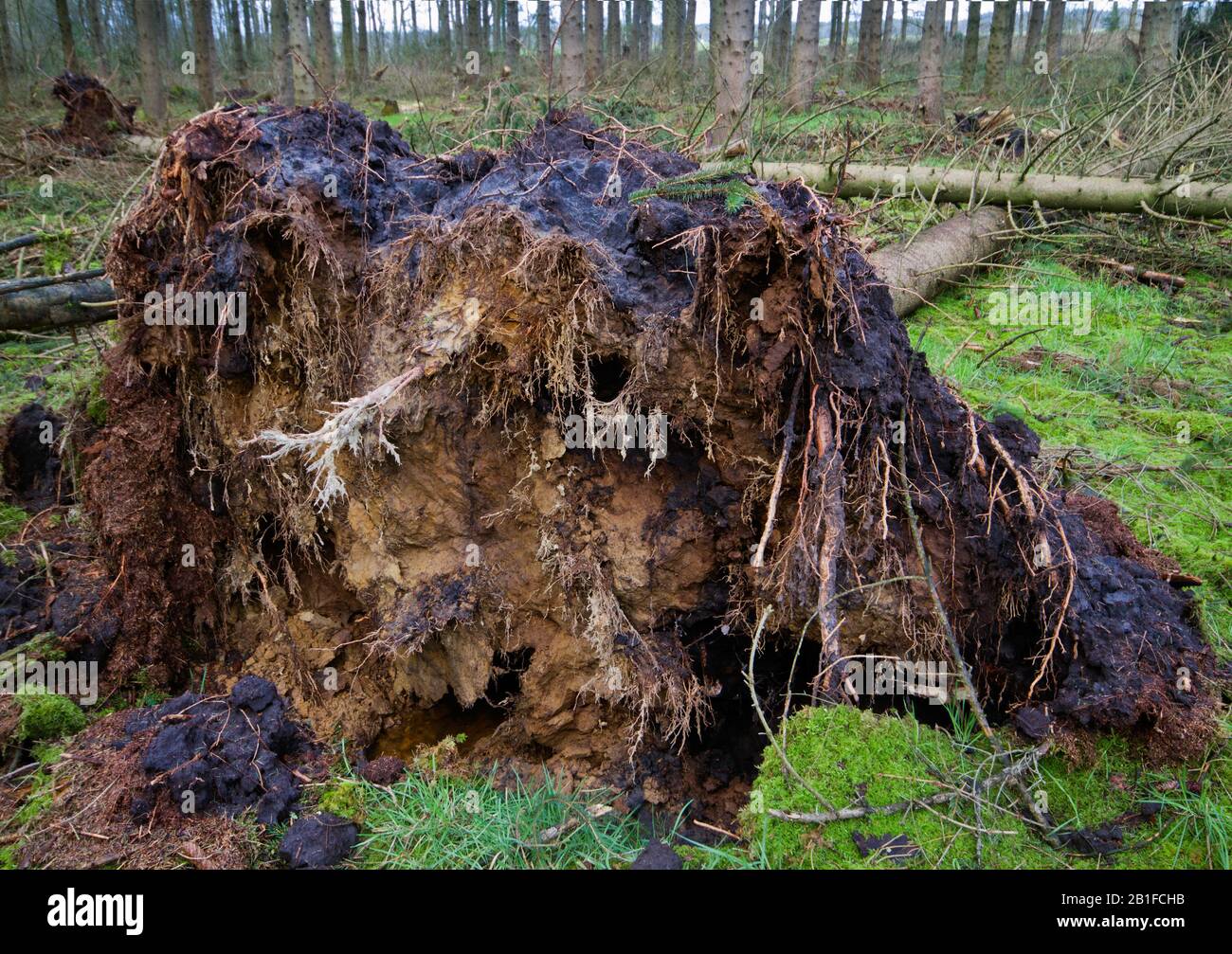 Sturmschäden in einem Wald: Entwurzelte Kiefernwälder Stockfoto