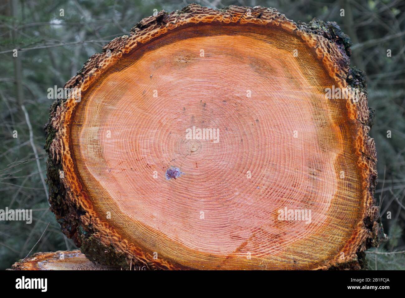 Baum läutet im orangefarbenen Holz einer Oregon Pine Stockfoto