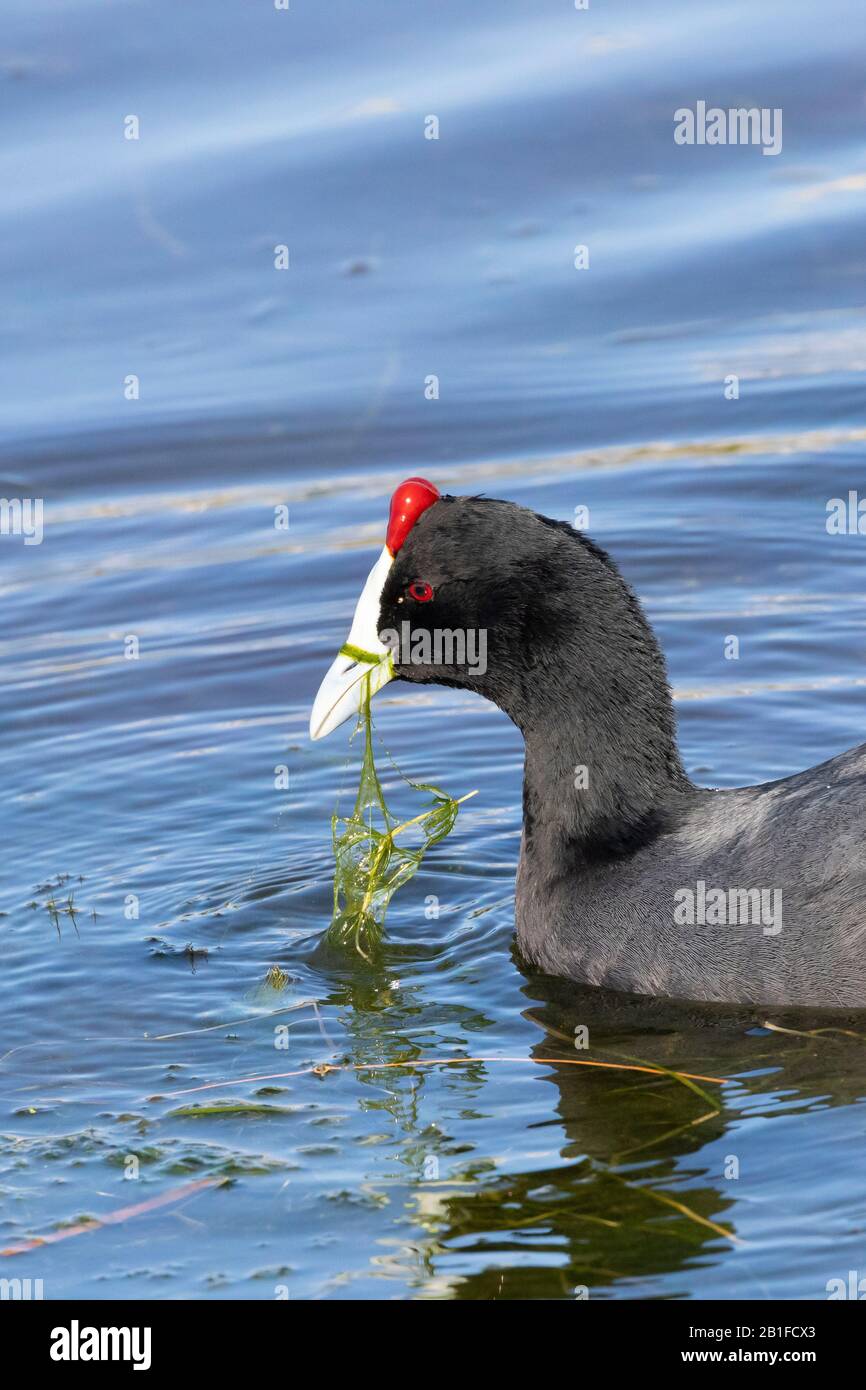 Rote-Knobelt-Coot (Fulica cristata) oder Crested Coot im Brutgefieder-Forging auf der Insel Intaka, Kapstadt, Westkappo, Südafrika Stockfoto