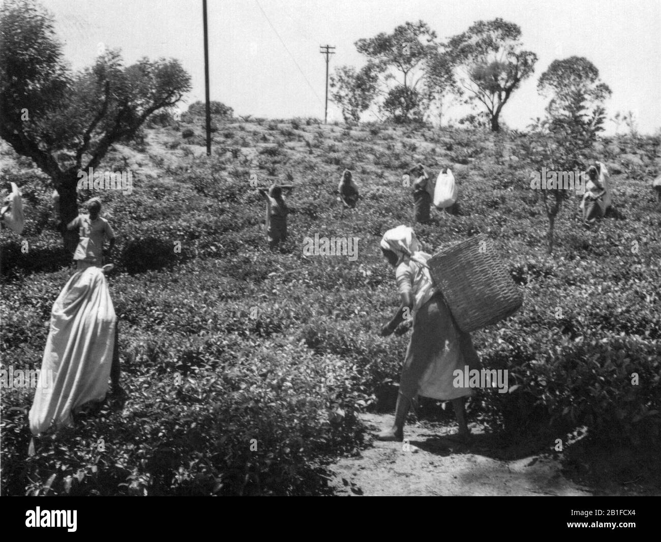 Tea Plantation, Dambatenne, Sri Lanka. 1958. Stockfoto