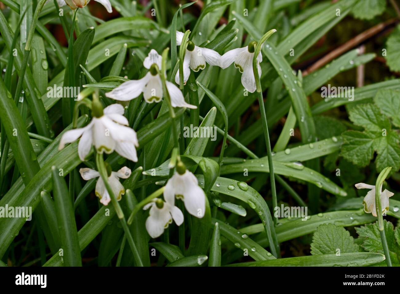 Im Park blühen Blumen von Snowdrop Stockfoto