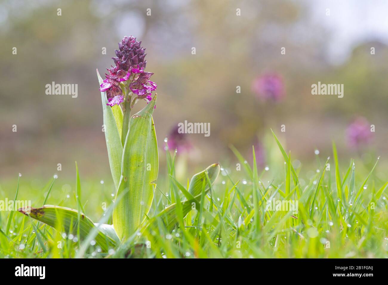 Saseta, Burgos/Spanien; 02. Mai 2018. Orchis purpurpurea Orchidee auf der Wiese. Stockfoto