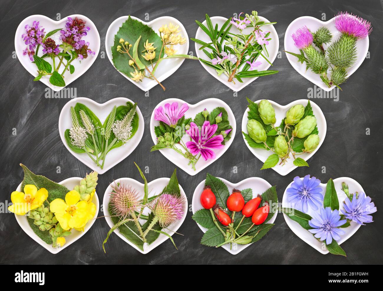 Alternative Medizin mit Heilpflanzen 3 Stockfoto