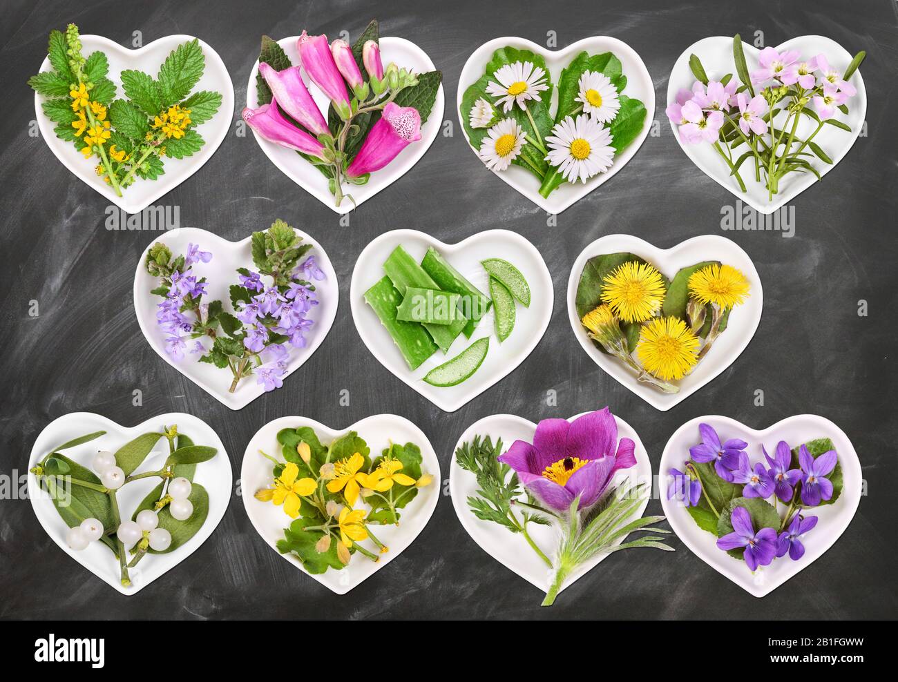 Alternative Medizin mit Heilpflanzen 4 Stockfoto