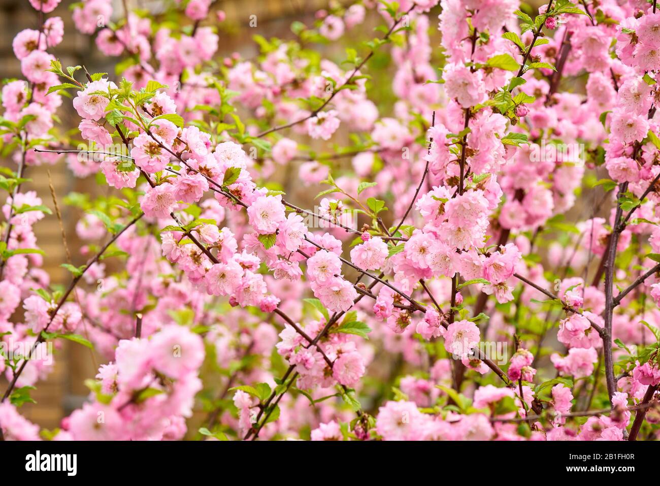 Frühling blühende, buschrosa Blumen. Blühender Federstrauch. Stockfoto