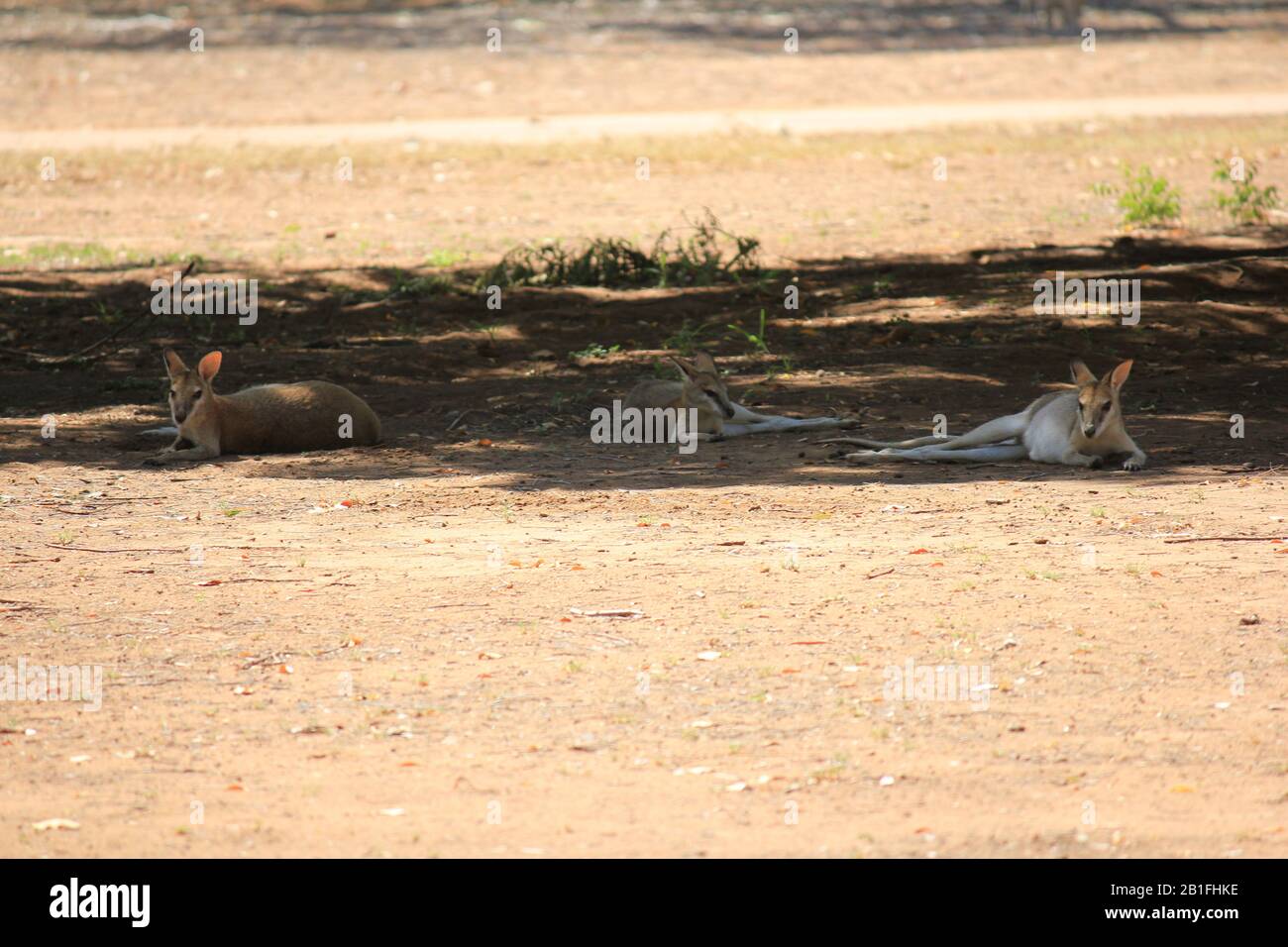 Wallaroo-Gruppe im Schatten, Western Australia Stockfoto