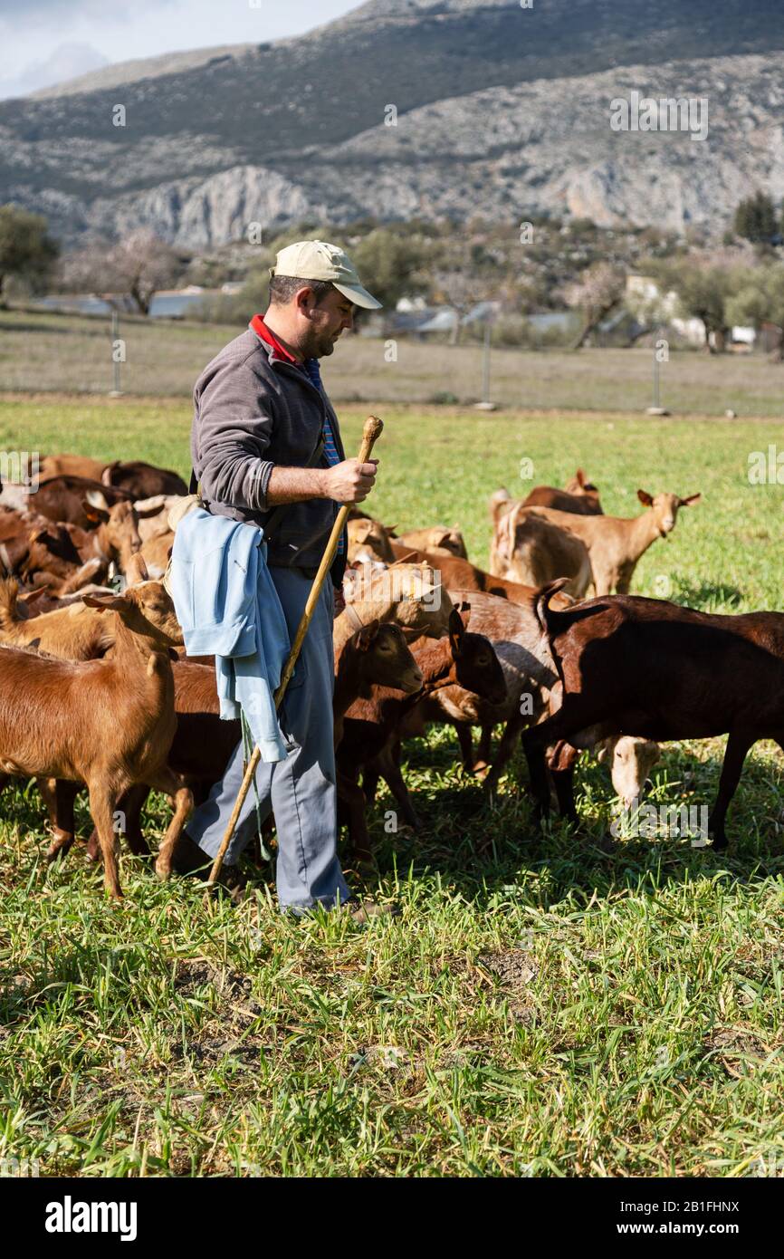 Ein Ziegenbock neigt seinen Stamm der Ziegen in Alfarnate, Spanien Stockfoto