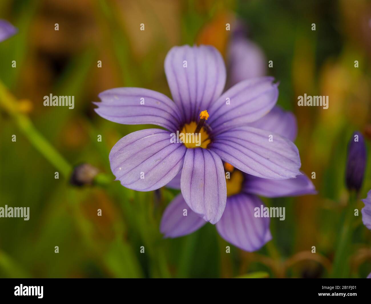 Nahaufnahme einer hübschen violetten Sisyrinchium californicum-Blume, auch goldenes gemustertes Gras genannt, in einem Garten Stockfoto