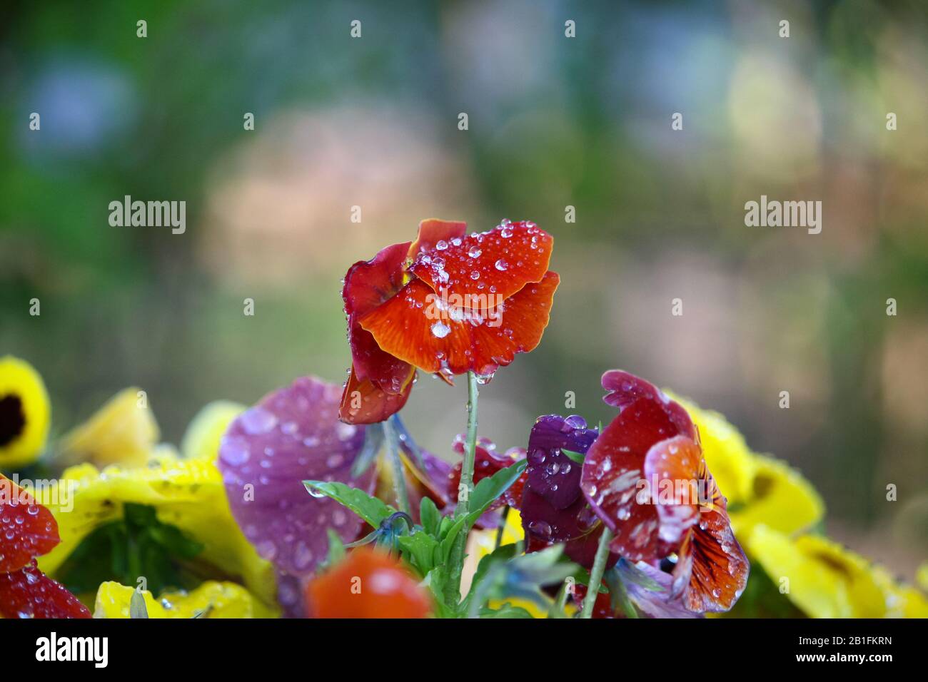 Bunte Frühlingsblumen im park Stockfoto