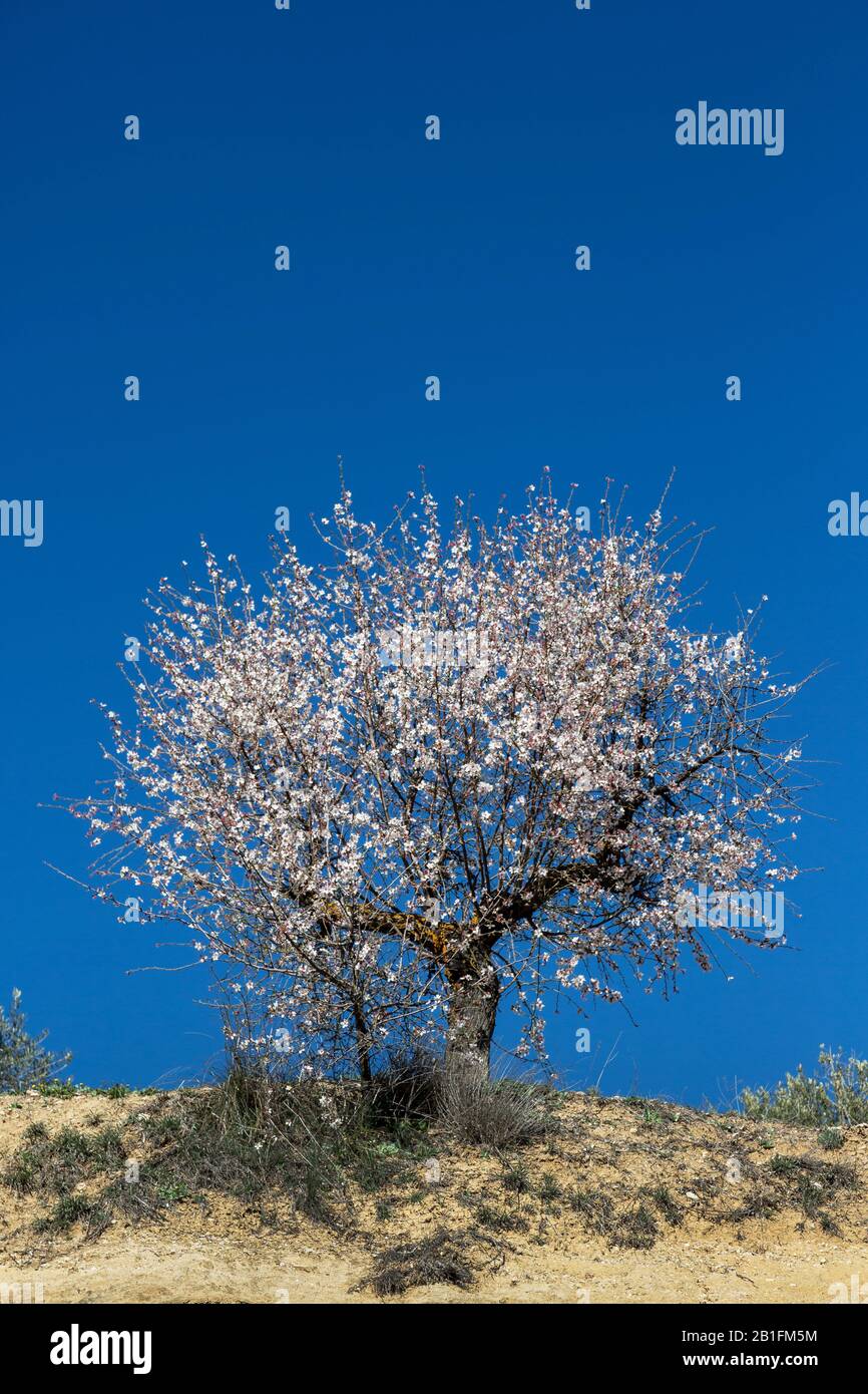 Ein einziger Mandelblütenbaum auf einem Hügel im Frühling Stockfotografie -  Alamy