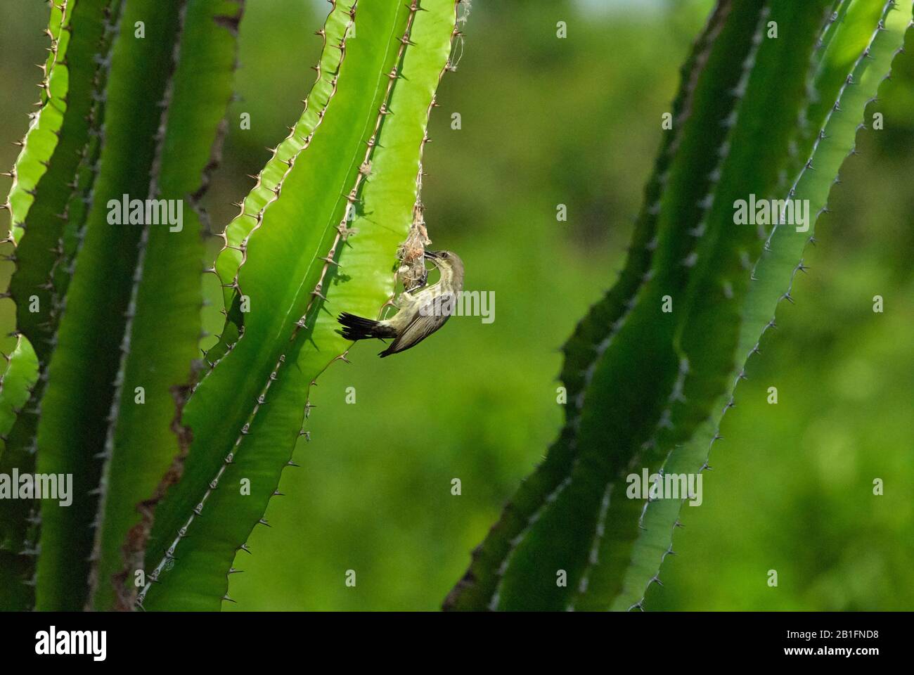 Ein weiblicher Amethyst-Sonnenvogel baut sein Nest in einer Euphorbia-Pflanze Stockfoto