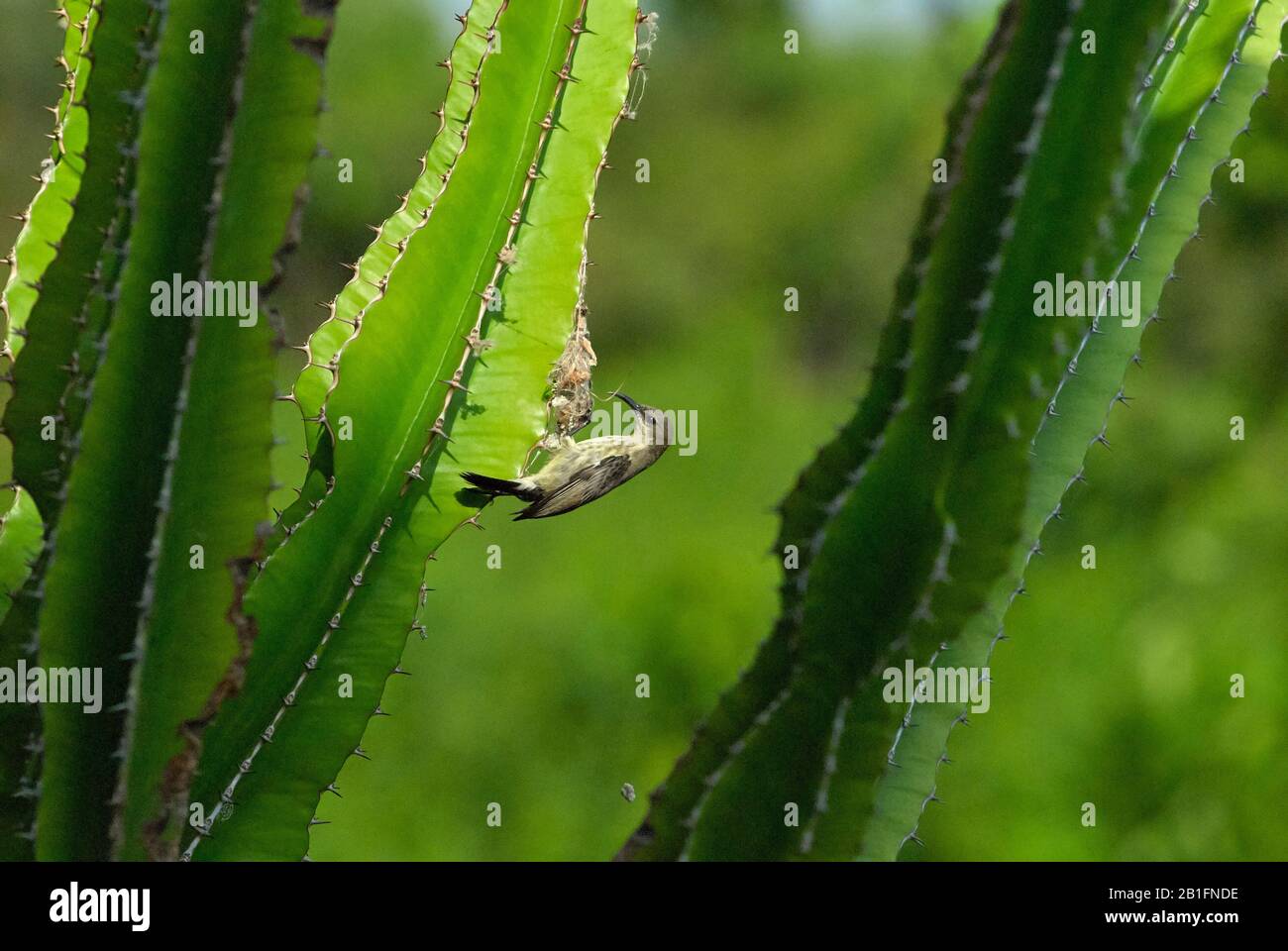 Ein weiblicher Amethyst-Sonnenvogel baut sein Nest in einer Euphorbia-Pflanze Stockfoto