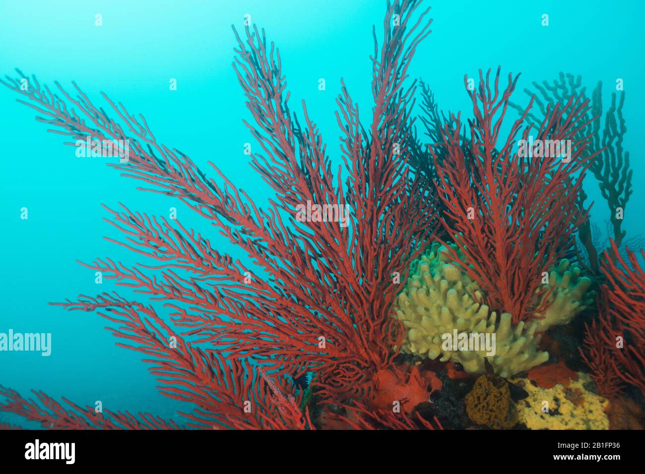 Große rote Palmate-Seefans (Leptogoria palma), die einen Felsen bedecken. Stockfoto