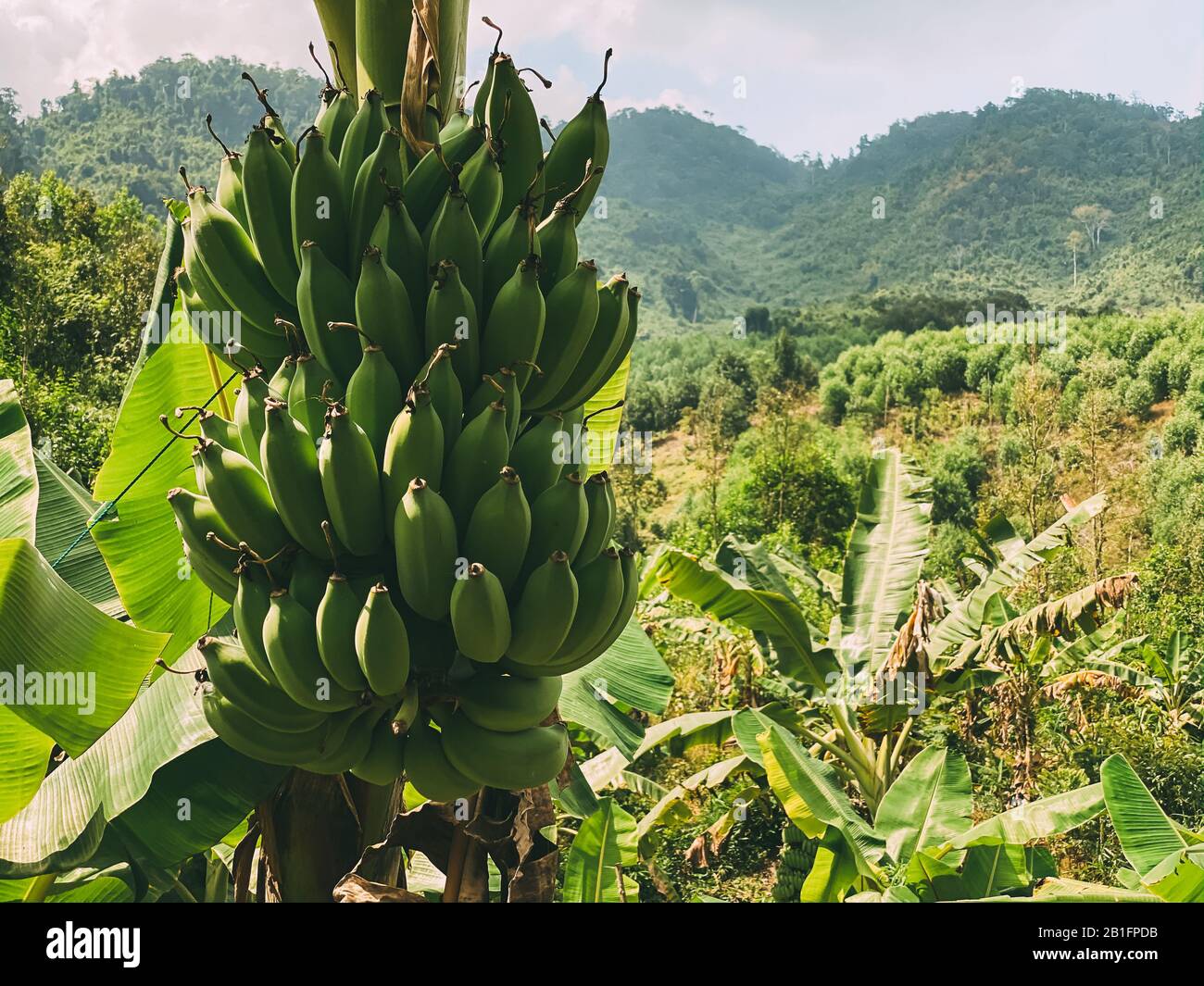 Bananenzweig mit einem Haufen grüner Bananen, die im Hochland im Dschungel wachsen Stockfoto