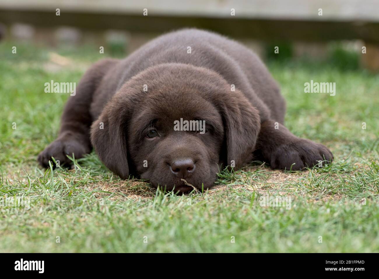 7 Wochen alte Schokolade Labrador Retriever Puppy Stockfoto